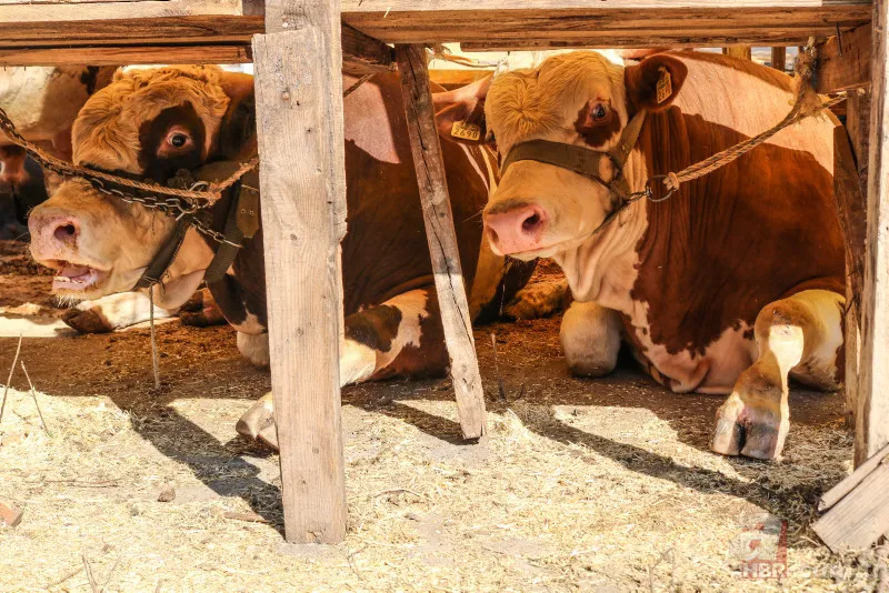 Kurbanlık fiyatları belli oldu 2024! Büyükbaş küçükbaş kurbanlıklar ne kadar? Canlı kg fiyatı ne? İşte ilk rakamlar 10