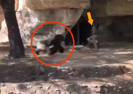 Hayvanat bahçesinde korkunç anlar! Bakıcılar kaçtı goril…