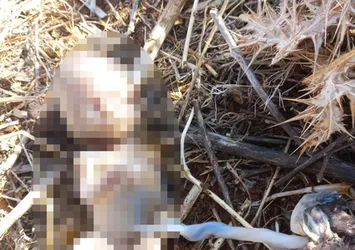 Tarlada tüyler ürperten manzara! Çobanlar buldu