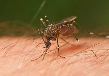 Asya Kaplan Sivrisineği alarmı! İstanbul ve İzmir dahil 13 il için flaş uyarı