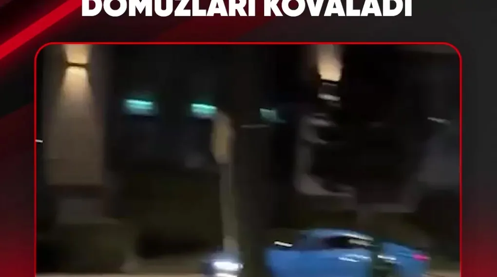 POLONYALI ROBOT DOMUZLARI KOVALADI