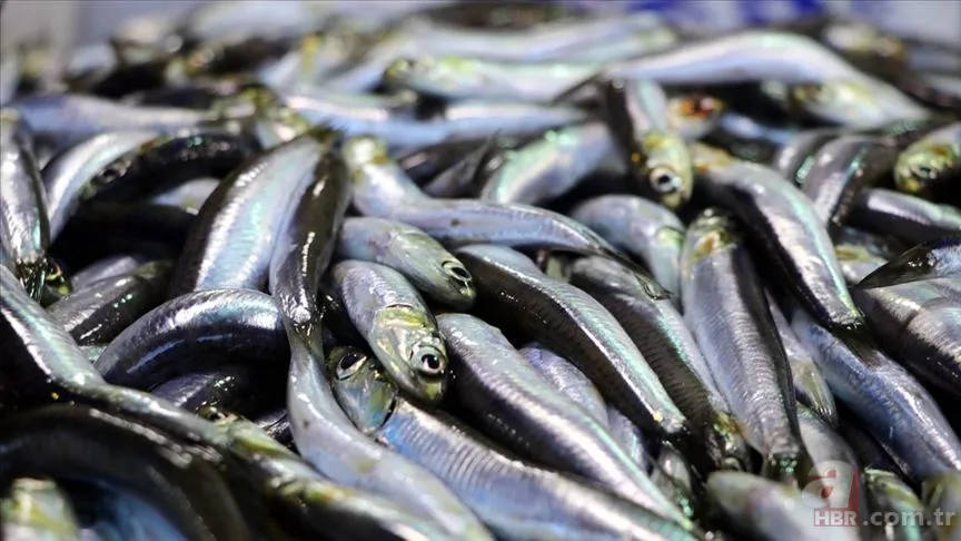 Sezonu açıldı: Hangi ayda hangi balık yenir? Ekim ayında yenilmesi gereken balıklar 5