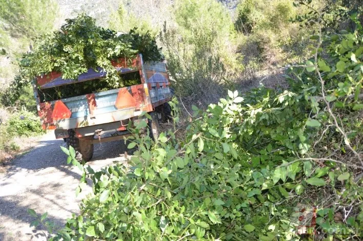 Kendiliğinden yetişiyor 100 aileye gelir kaynağı! Amerika ve Avrupa ülkelerine gönderiliyor 8