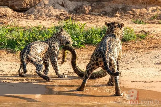 Böylesini daha önce hiç görmediniz 52