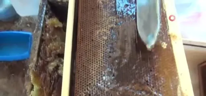 Muğla'da çam balında rekolte sevinci