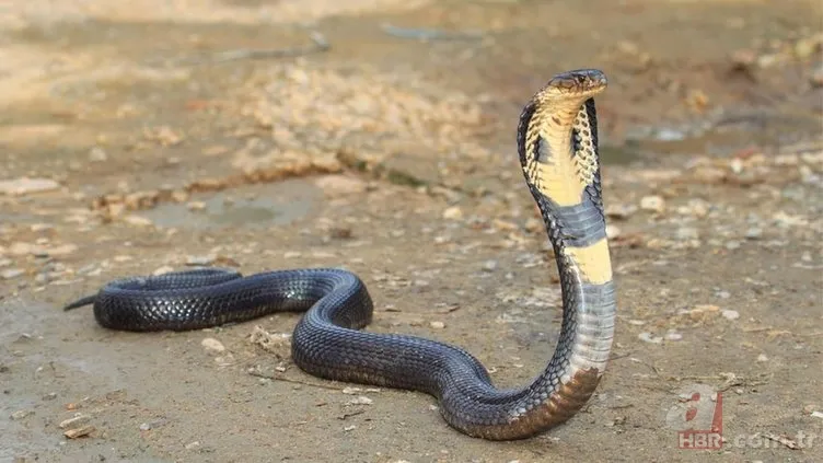 Kral kobra yılanı İngiliz adama saldırdı! Dünyanın en tehlikeli yılanı dinlenen adamı yakaladı 9