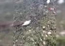Elazığ’da martı ölümleri tedirginlik yaşattı
