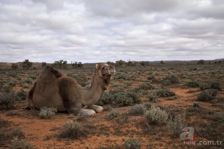 Avustralya deve katliamına atları da dahil etti! Avustralya’da develer neden öldürülecek?