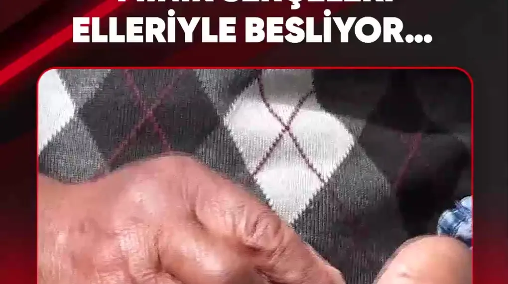 MİNİK SERÇELERİ ELLERİYLE BESLİYOR…