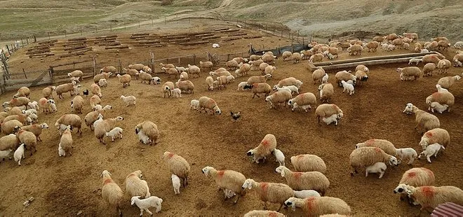 300 koyun projesinde başvurular yarın sona eriyor