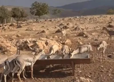 Dağ ceylanları koruma altında