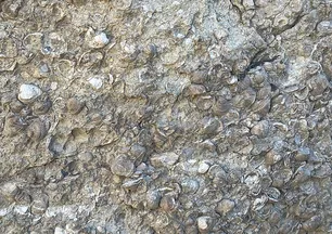 Erzurum'da bulundu! 200 milyon yıllık deniz fosili