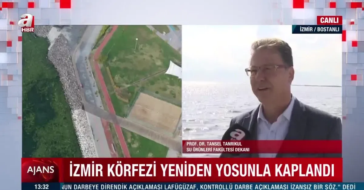 İzmir Körfezi yeniden yosunla kaplandı