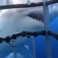 Son dakika: Denizde dehşet dolu anlar kamerada! Turist kadınlar köpek balığına yem oluyordu! Yaklaşıp böyle ısırdı