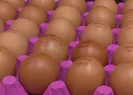 O yumurtalar zehir saçıyor!