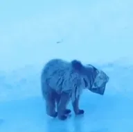 Ayının el ve ayaklarını bağlayıp...