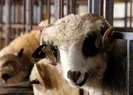 Kredi kartı ile kurban alınır mı? işte yanıtı...