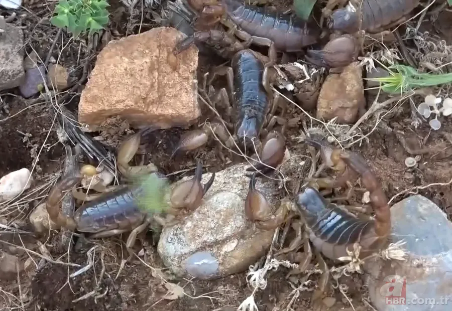 Görüntüler Türkiye’den… Havalar ısınınca ortaya çıktı! Gece uykudayken akrep soktu 2