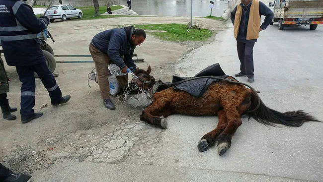Edirne’de aşırı yükten yere yığılan atı kuyruğundan çekerek ayağa kaldırdılar - 6