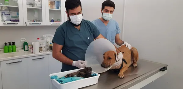 1629796779563.jpg Doğum sancısı tutan köpek hastaneye gitti - 1