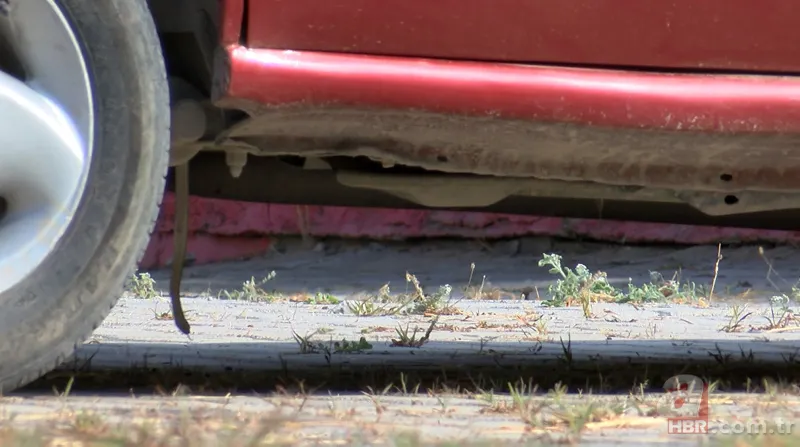 Otomobilde yılan paniği 2