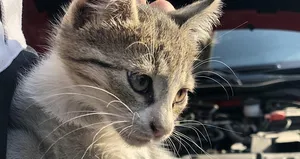 ’Kontağı çevirmeden kaputa vurun’ uyarısı