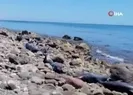 En az 30 yunus karaya vurdu
