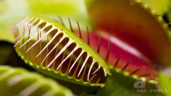 Sinek kapan bitkisine bu sefer acı biber yedirdiler! Bitkinin hazin sonu 8