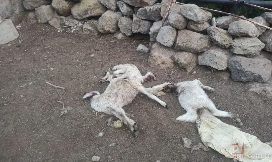Ahıra giren kurt koyunları telef etti! Valilik vatandaşa yardım eli uzattı 2