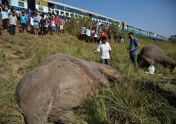 Hindistan'da yolcu treni fil sürüsüne çarptı