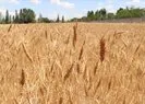 Arpa ve buğday alım fiyatları ne kadar, kaç TL oldu? Buğday alım fiyatları açıklandı mı 2022?