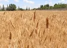 Arpa ve buğday alım fiyatları ne kadar, kaç TL oldu? Buğday alım fiyatları açıklandı mı 2022?