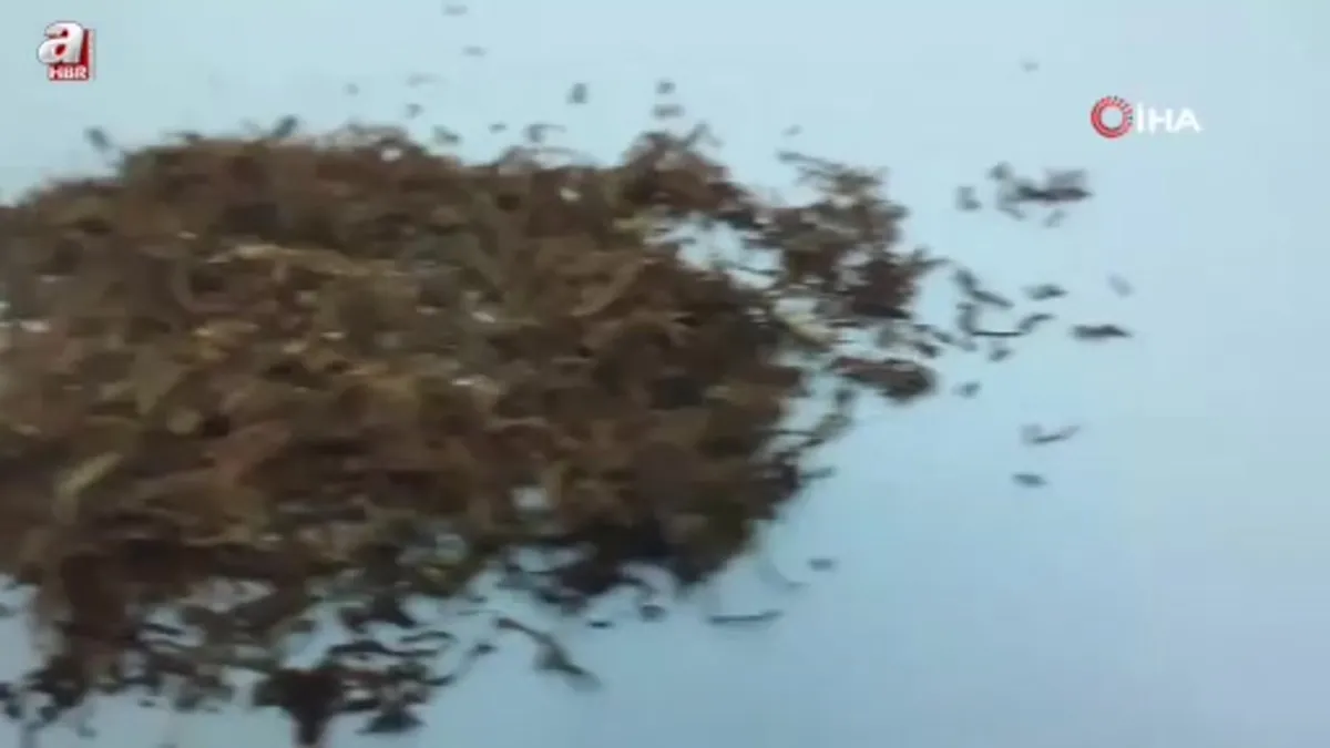 Yozgat’ta şüpheli araçta bonzai ve esrar yakalandı