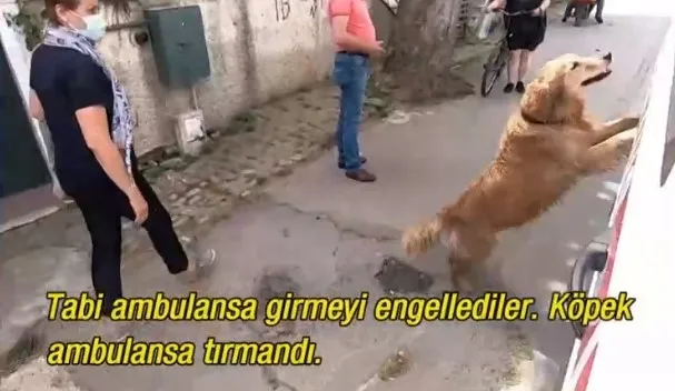 İstanbul’da yürekleri ısıtan görüntüler! Köpek ambulansı hastaneye kadar takip etti - 7