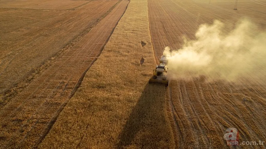 Van'da hububat üretiminde yüzde 75 artış! Sertifikalı tohumla ekim yapılıyor 5
