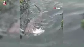 Su samuru balık yerken görüntülendi