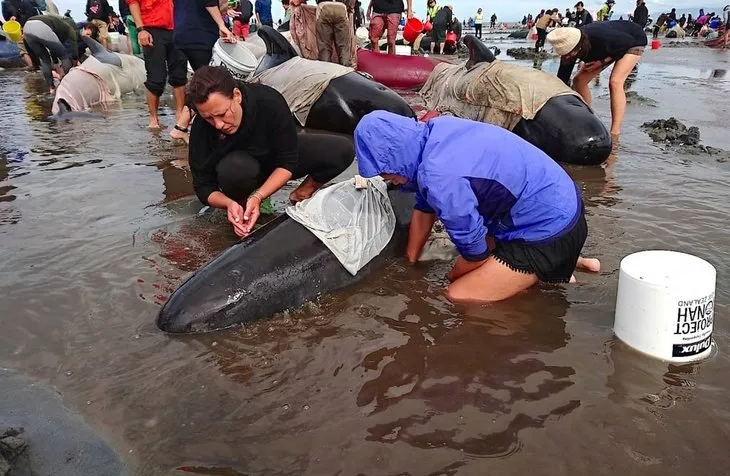 Yeni Zelanda’da yüzlerce balina telef oldu