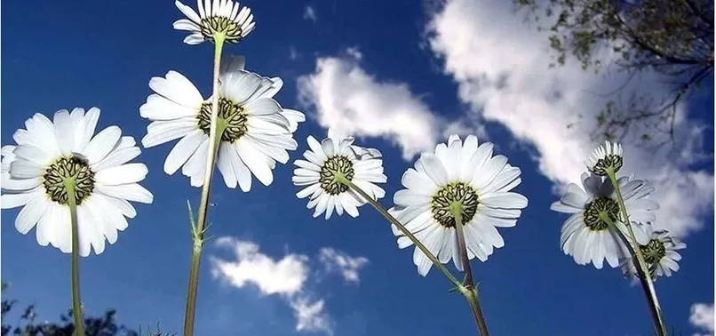 İlk cemre ne zaman düşüyor 2023? İlk havaya cemre ne zaman düşer?