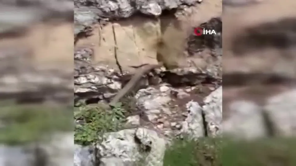 Elazığ’da yürekleri ağızlara getiren anlar! 2 metrelik dev yılan...