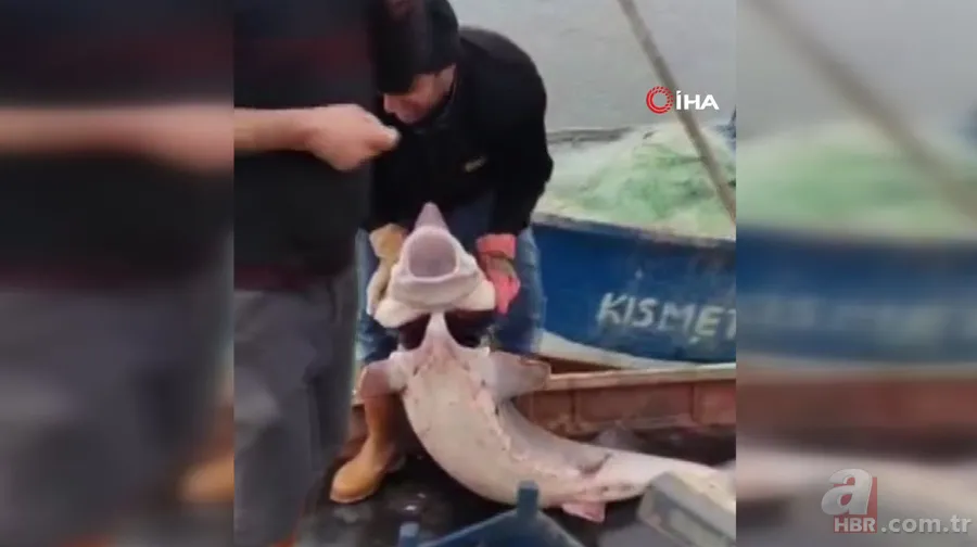 Balıkçının ağına takıldı! Havyarı 2 milyon liraya satılıyor 3