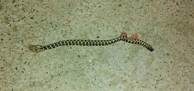 Mardin'de şoke eden olay! Musluktan yılan çıktı...