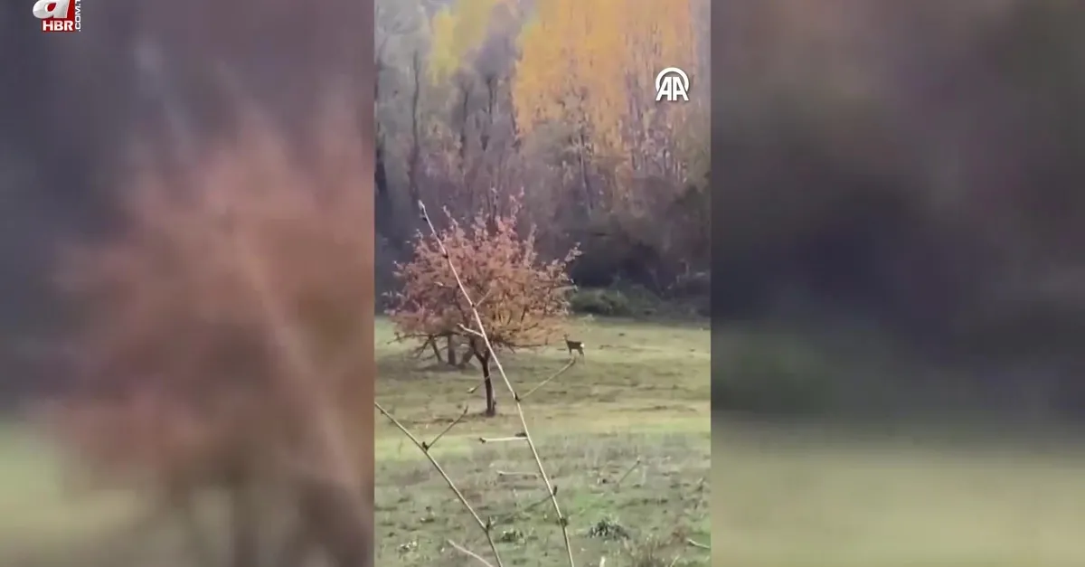 Karacalar cep telefonu kamerasıyla görüntülendi