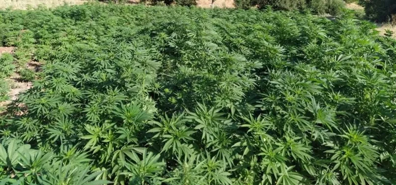 Son dakika: Eren Abluka-34 ile PKK'nın finans ağına darbe vuruldu! 10 milyon 530 bin kök kenevir ele geçirdi