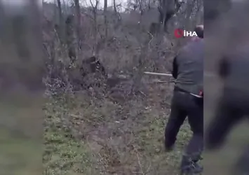 Tuzağa yakalanan domuz kurtarıldı