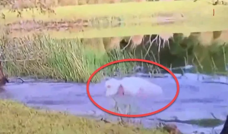 Timsah 3 aylık köpeği kapıp göle girdi! Sahibi arkasından atlayıp timsahla böyle boğuştu