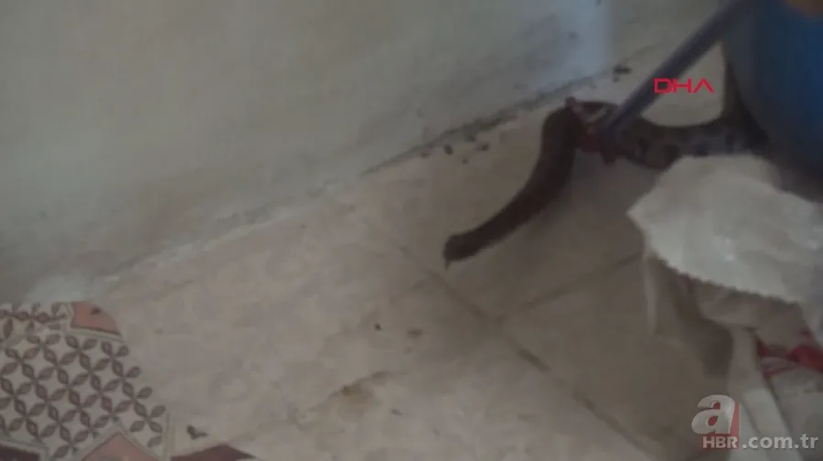 Tek ısırığı bile öldürüyor! Eve giren zehirli yılanı elleriyle yakaladı 🐍 4
