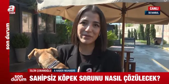 Karne hediyeleri sokakta! Aralarında tavşan bile var... Sahipsiz köpek sorunu nasıl çözülecek?