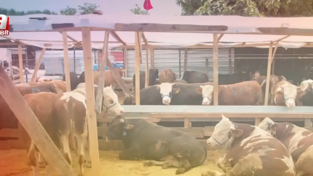 Güvenli kurban satışı! Sahte paraya karşı makinalı önlem