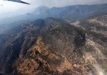 Yanan bölgelere hangi tür ağaçlar dikilecek? Harekete geçildi
