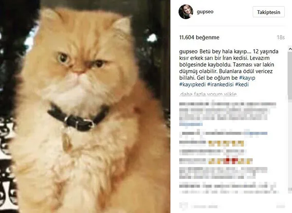 Gupse Özay kaybolan kedisini bulana ödül veriyor - 1